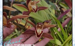 真正的虎头兰品种有哪些？