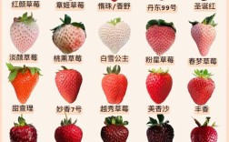 什么草莓品种好种又高产？