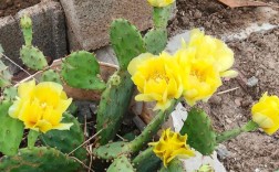 什么仙人掌会开花？