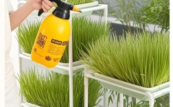 水培蔬菜技术如何实现高效种植？