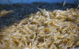 杂交青虾养殖技术视频，新手能学会吗？