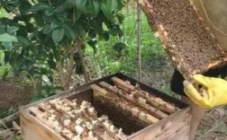 中蜂活框过箱技术视频怎么做？