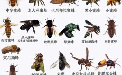 维持大群温驯的中蜂品种