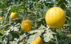 吊瓜高产种植技术有哪些关键要点？