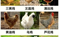 现在养殖的鸡是什么品种