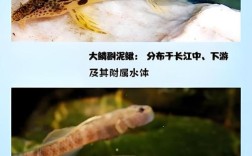 现在什么品种泥鳅最好