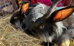 长毛兔种兔价格多少钱？