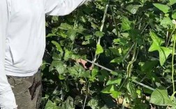 夏季大棚架豆如何高效种植？