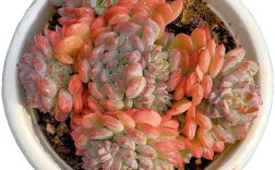 万象多肉品种哪个最好？