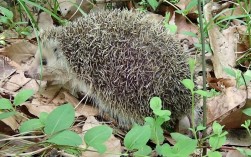 东北刺猬养殖技术视频，新手能学会吗？