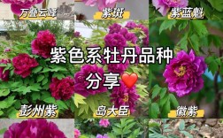 牡丹花品种图片及名字，如何从海量图片中精准识别稀有品种？不同名字背后藏着哪些文化密码？