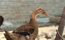 养鸭子选什么品种好？