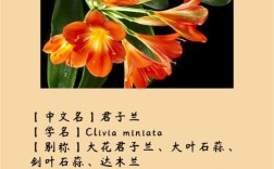 君子兰品种有哪些？看图识花指南