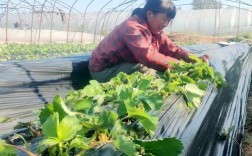 草莓地膜栽培技术视频，关键要点有哪些？