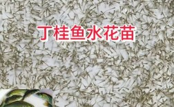 水花鱼苗养殖技术视频如何高效培育？