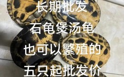 2025韶关乌颈龟价格多少？