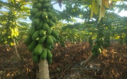 木瓜怎么种？图片技术详解看这里！