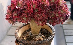 法师多肉怎么繁殖新品种