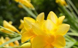 哪种香雪兰品种最香？