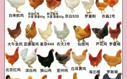 珍禽养殖品种知多少？