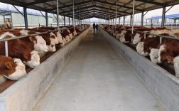 养殖繁殖牛选什么品种好？