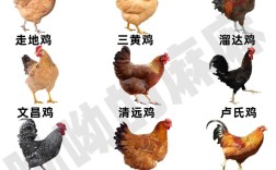养鸡技术知识大全土鸡