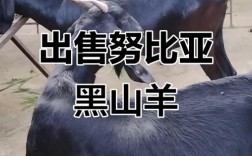 什么山羊品种价格最高？