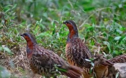 2025野鸡最新价格多少钱一斤？