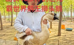 大品种杂交鹅的生长极限有多大？不同品种杂交后的体型差异会显著影响最终体重吗？