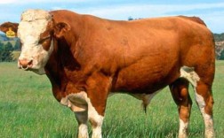 中国最好肉牛品种是哪个？