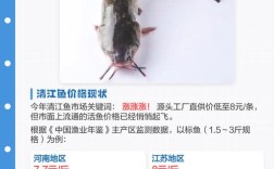 2025年上海鳝鱼价格会涨还是跌？