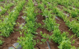 党参种植技术如何下载？