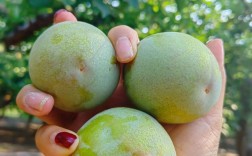 高端特色水果种什么品种最赚钱？