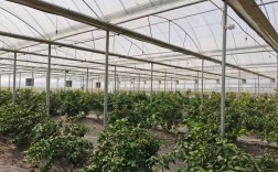 大棚柑橘怎么种？视频教你关键技术！