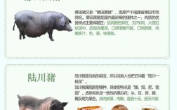好猪品种有哪些？看图识种选对品种？