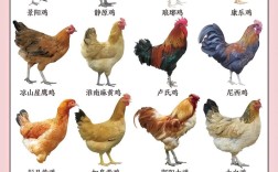 散养鸡选什么品种个体大？