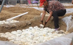 栗蘑种植技术培训基地如何高效运营？