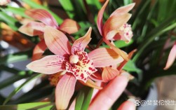 两朵花的兰花是什么品种？