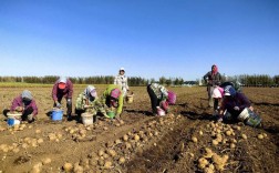 马铃薯的种植技术视频