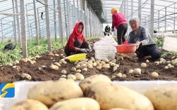 春季大棚土豆怎么种才高产？