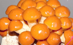 滑子蘑哪些栽培品种最适合种植？