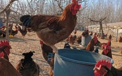 山东农大牧业品种养殖有何特色？