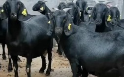 黑山羊品种有哪些？