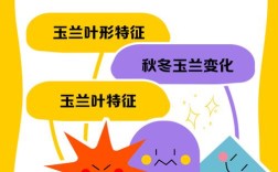 兰花品种如何从叶子辨？