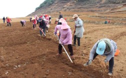 党参种植技术与价格有何关联？