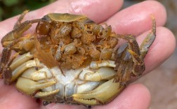 野生螃蟹养殖技术视频