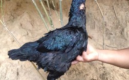 斗鸡母鸡什么品种最好