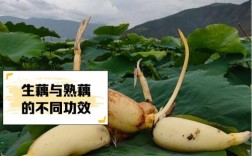 莲藕品种怎么选？
