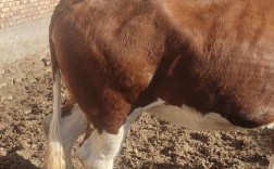 宁夏适合养什么肉牛品种？