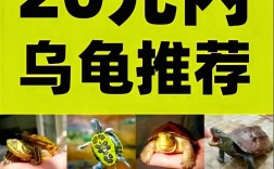 市场上卖的小乌龟品种
